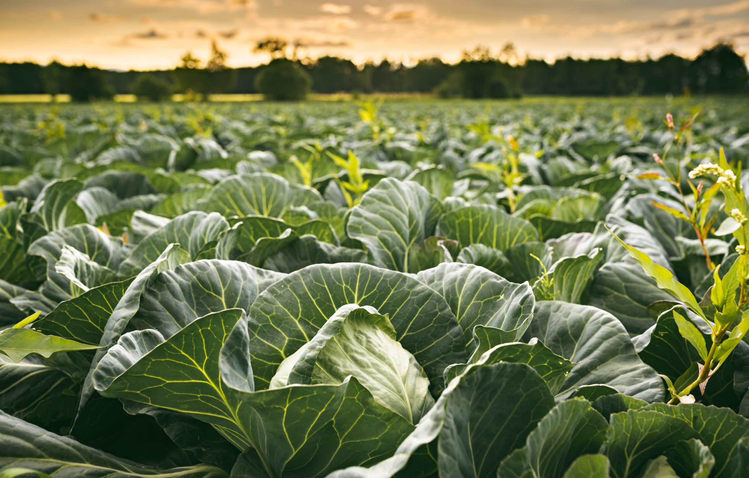 Cabbage field in a sunset light. Agriculture field in rural area in Austria