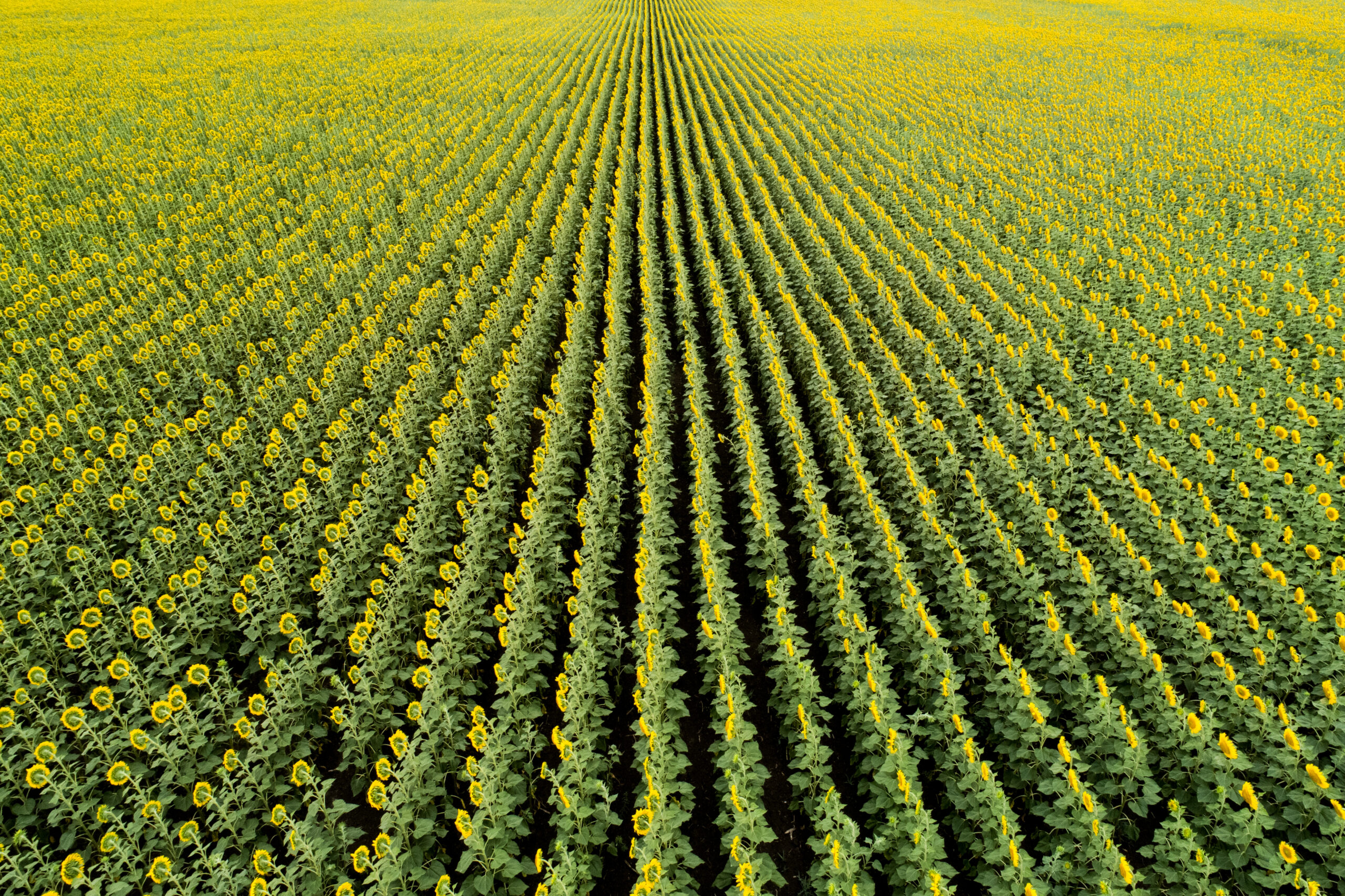 Scenic sunflower field. Aerial view.